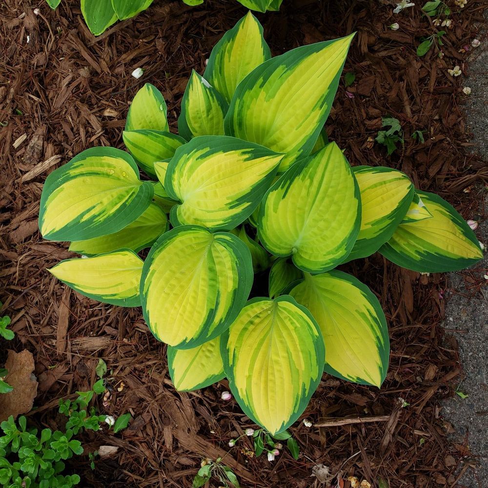 Meet your Posher, Carrie